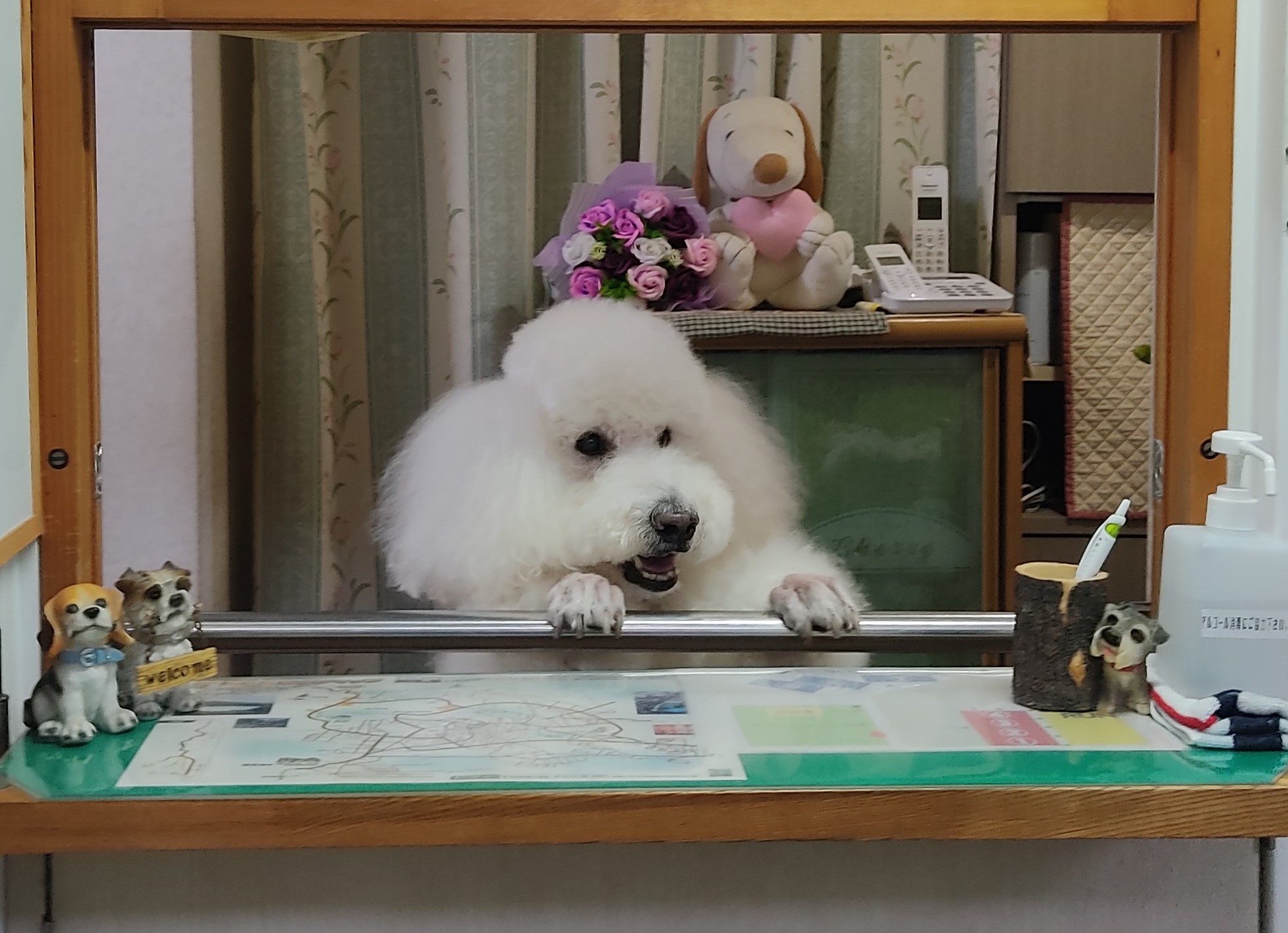 愛犬との楽しみ方 - 【公式サイト】フラットレット草津